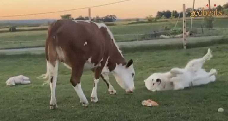 cow needing a friend meets dog