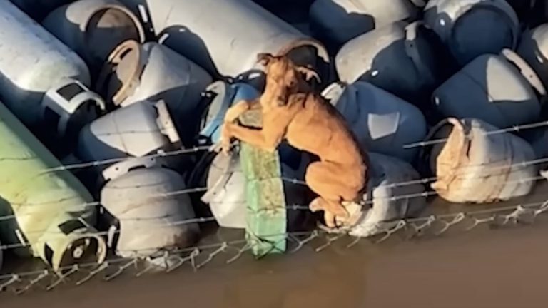 Dog Clinging To Barbed-wire Fence In Shipping Port Rescued By Boat Crew