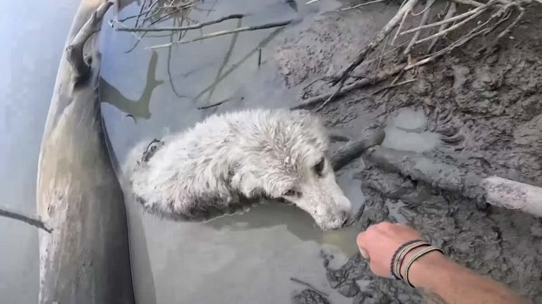 New Zealander saves dog stuck in river