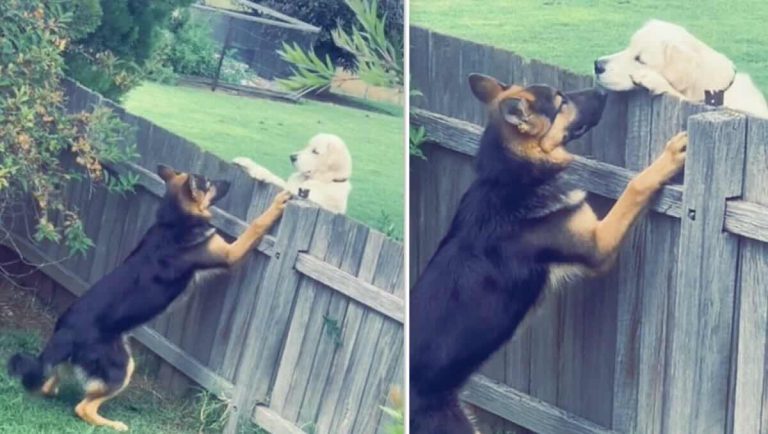 dog finds new friend