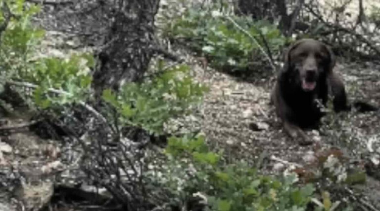 dog saves owner with dementia