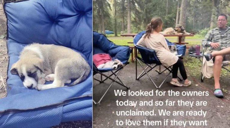 Family Went Camping with One Dog, End Up Going Home With Three