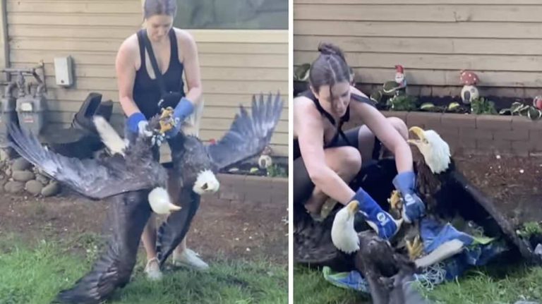 eagles sparring rescued