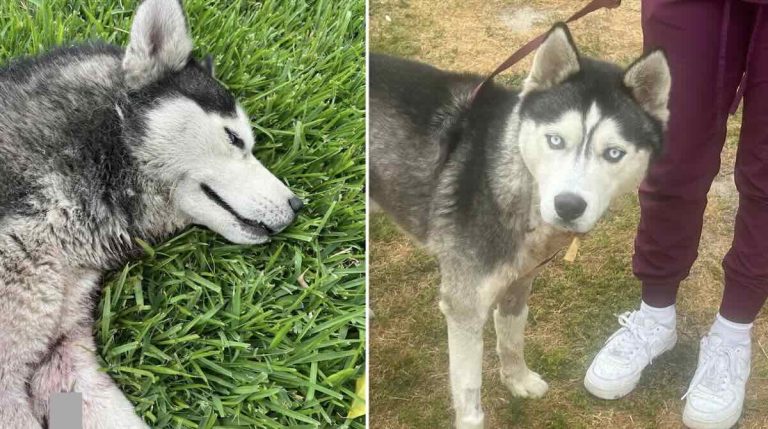 Husky attacked by dogs rescued