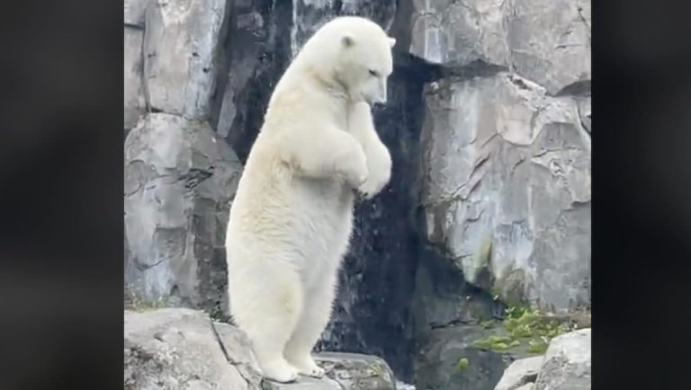 Kova the polar bear