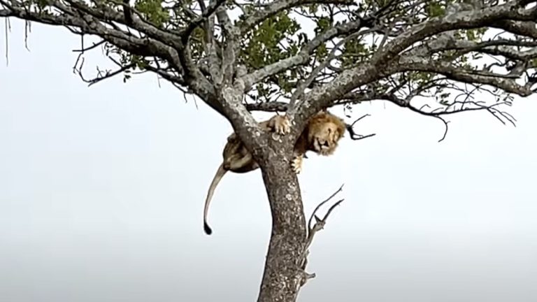 lion climbs down tree