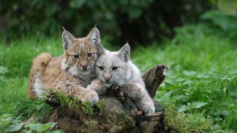 Photographer Catches Bobcat Kittens Playing With Golf Balls On Course