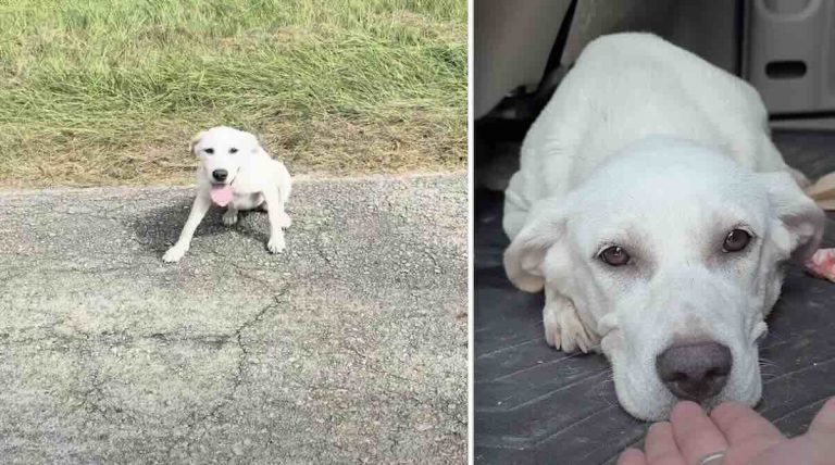 woman on way to school rescues puppy