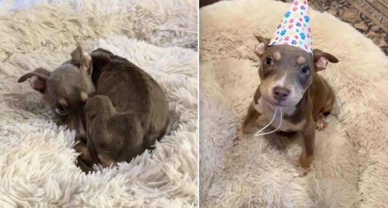Roo the puppy fostered and recovers