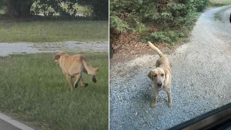 stray dog runs after doggie daycare bus