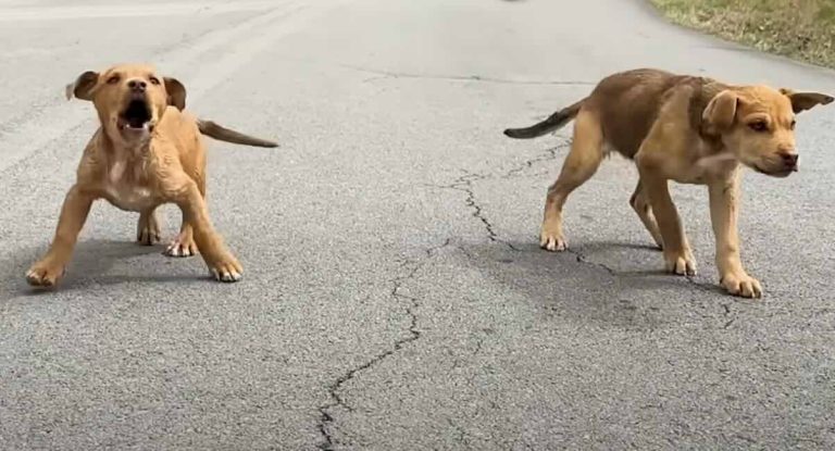 stray puppies on road rescued