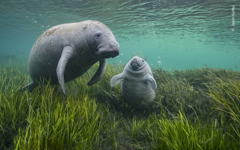 A manatee and her calf laze in seagrasses