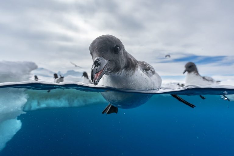 Bird Photographer of the Year Winners Reveal Spectacular Avian Wonders