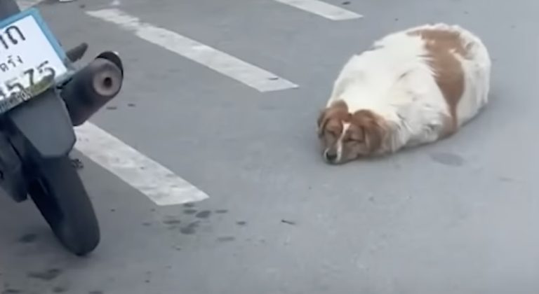 overweight stray dog rescued