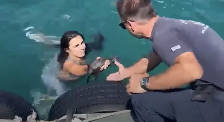 kitten saved from drowning