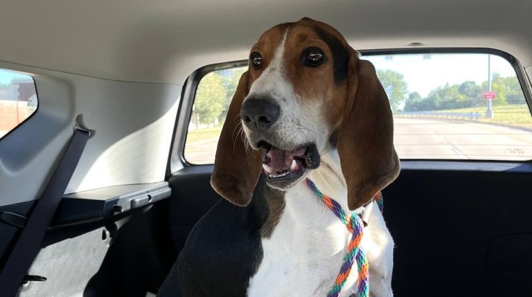 dog's jaw stuck open