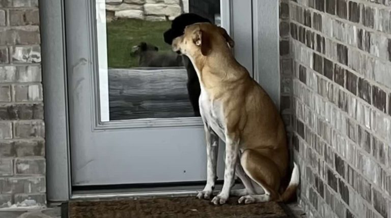rescue dog obsessed with her dad