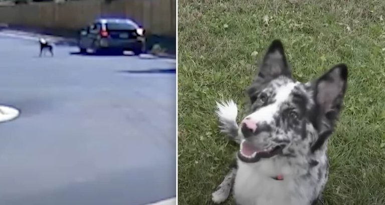 dumped dog rescued by man who saw surveillance video