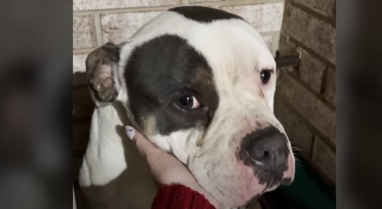 Stray dog rescued at Xmas