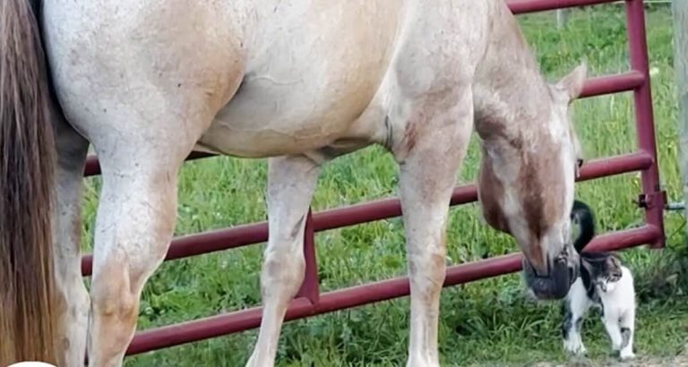 horse rescues kitten