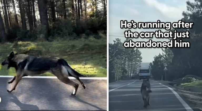 dog chases after owner's car
