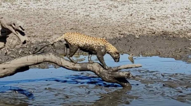 leopard goes fishing in the mud