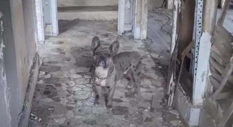 missing french bulldog reunited with family