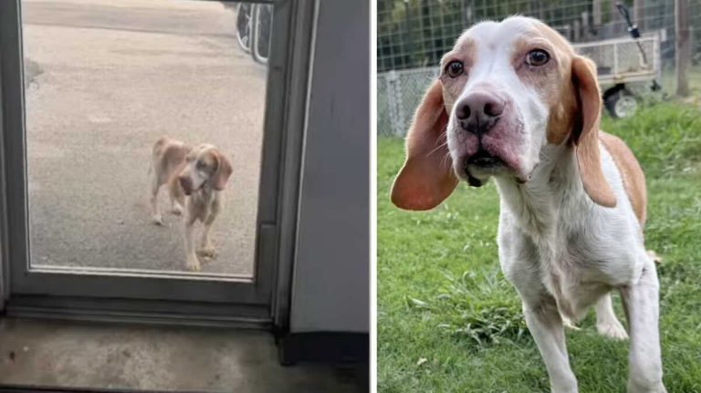 old beagle at gym