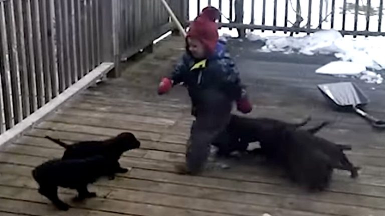 puppies topple toddler