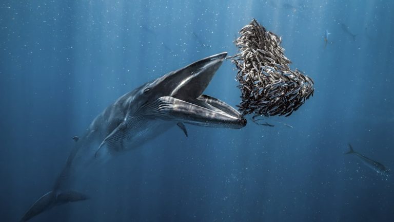 Jaw-Dropping Winners Of Ocean Photographer of the Year Stun With Hungry Whale, Tiny Poison Octopus, And More