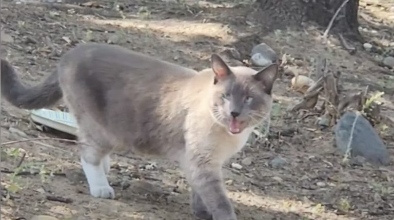 missing cat makes incredible journey