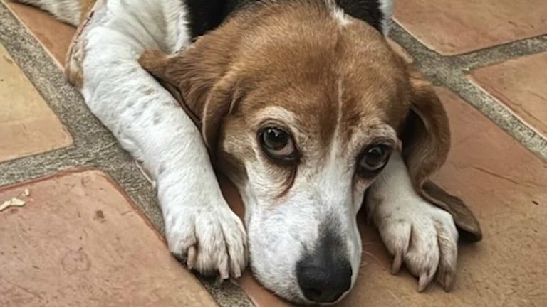 lab test beagle rescued