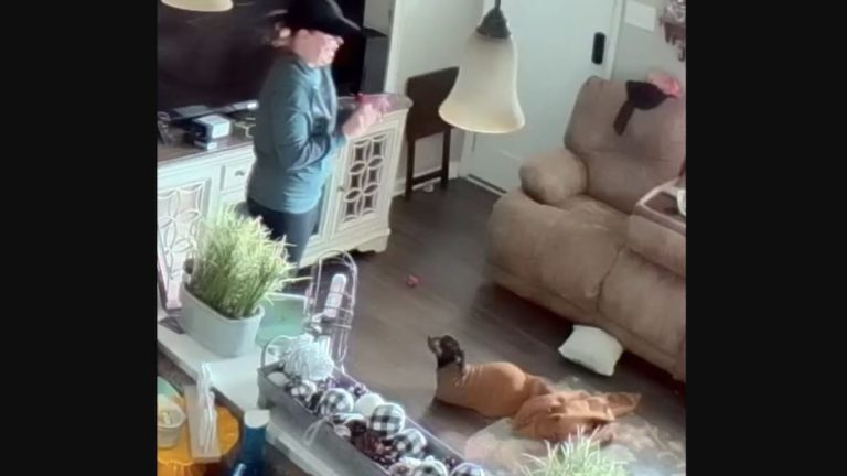 dachshund found in sweatshirt