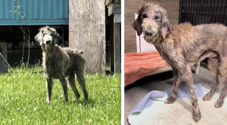 Babs the poodle rescued