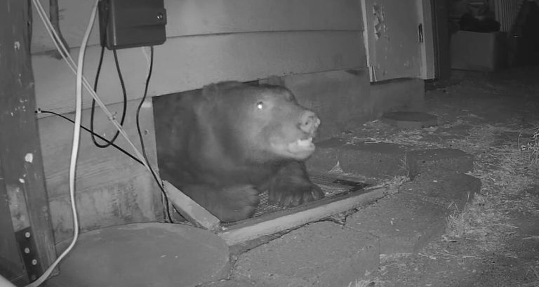 bear crawls from under house