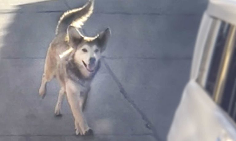 Woman rescues Bolivian dog