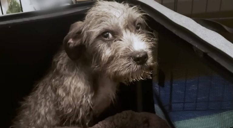 rescuers figure out why dog so scared
