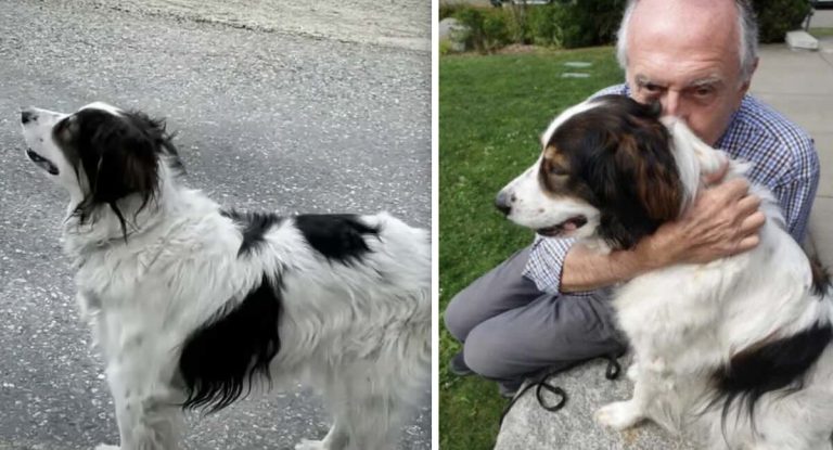 Loyal Dog Saves Elderly Owner By Leading Deputy To His Rescue After Six-Hour Ordeal