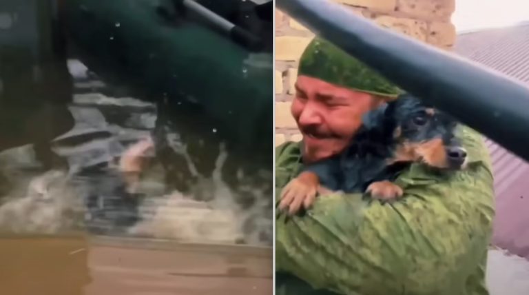 dog rescued from flooded home