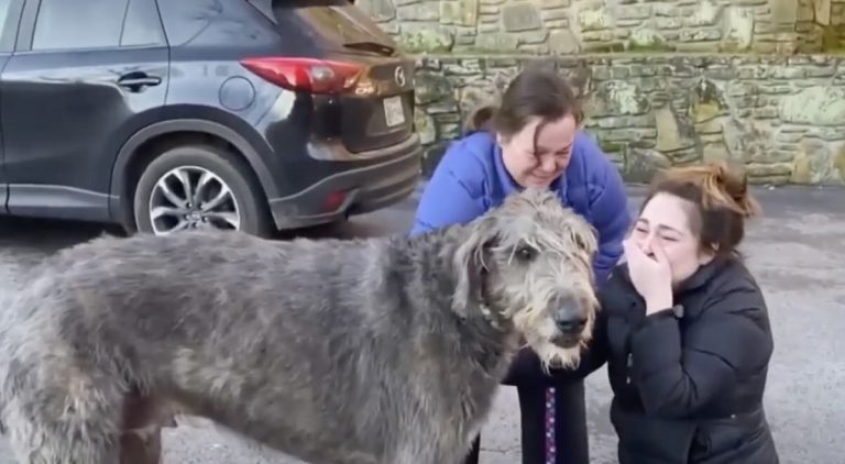 Fergus the Irish Wolfhound reunites with family