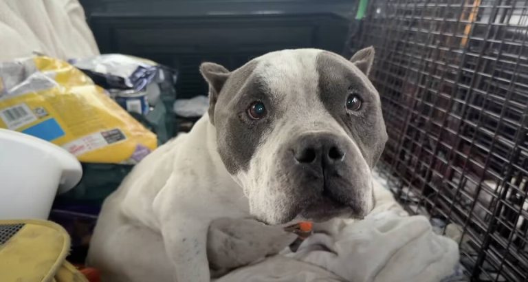 injured dog rescued from house