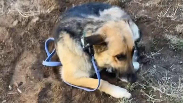 Honey the dog rescued and learns to love
