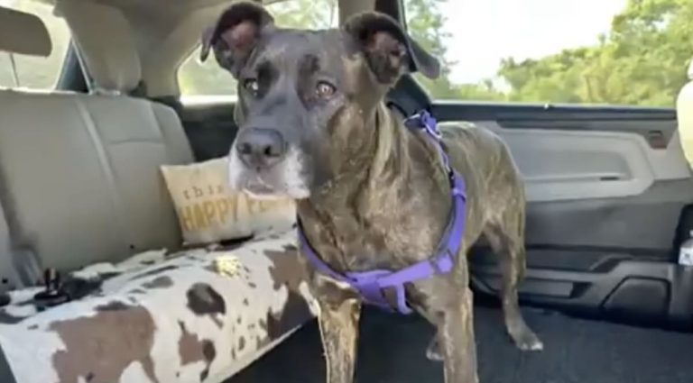 Stolen dog reunited with mom