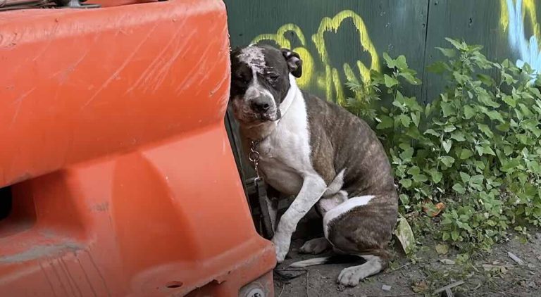 Rescued Pit Bull Finds Love After Being Chained And Abandoned On NYC Street