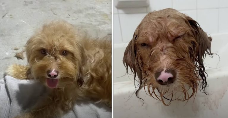 stray dog rescued off streets