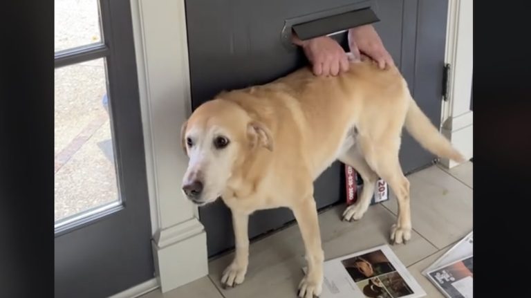 Piper visited by mailman