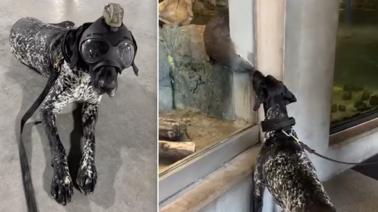 K9 Buda meets otters