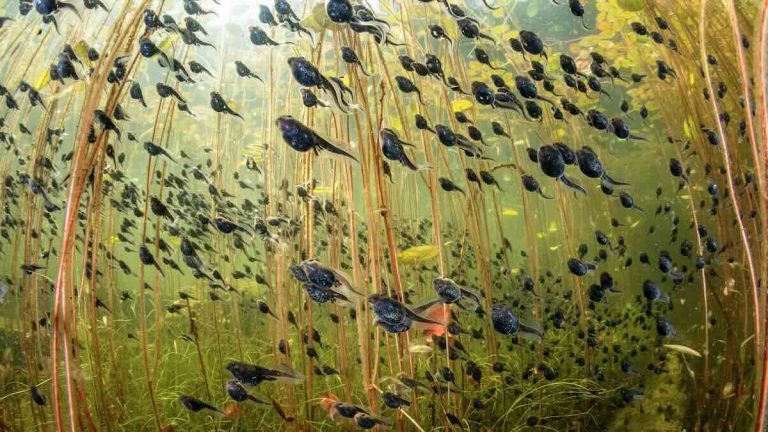 Shane Gross Winner of 2024 Wildlife Photographer of the Year
