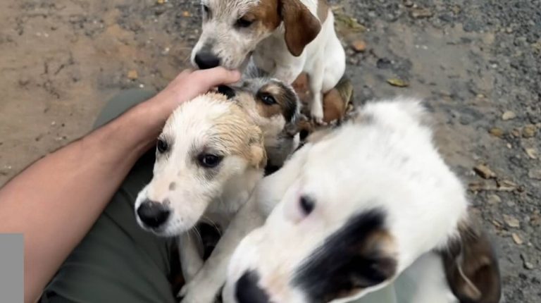 swarm of homeless puppies rescued