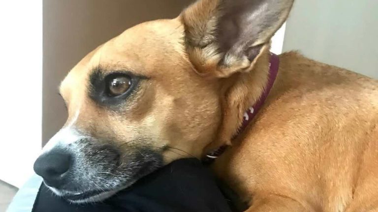 Tessa the dog rescues kitten